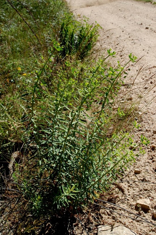 Aiuto per Euphorbia biumbellata